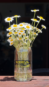 Weevil Can Pint Glass